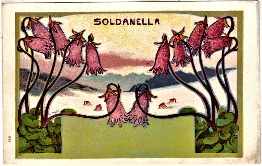 Cartolina antica Cartolina del pittore G.Hofer Soldanella