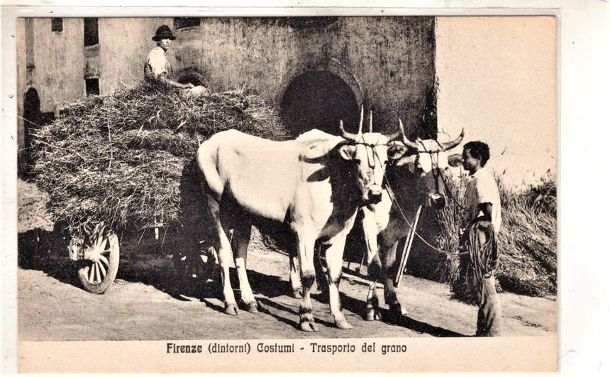 Cartolina antica Firenze trasporto del grano con carro con buoi