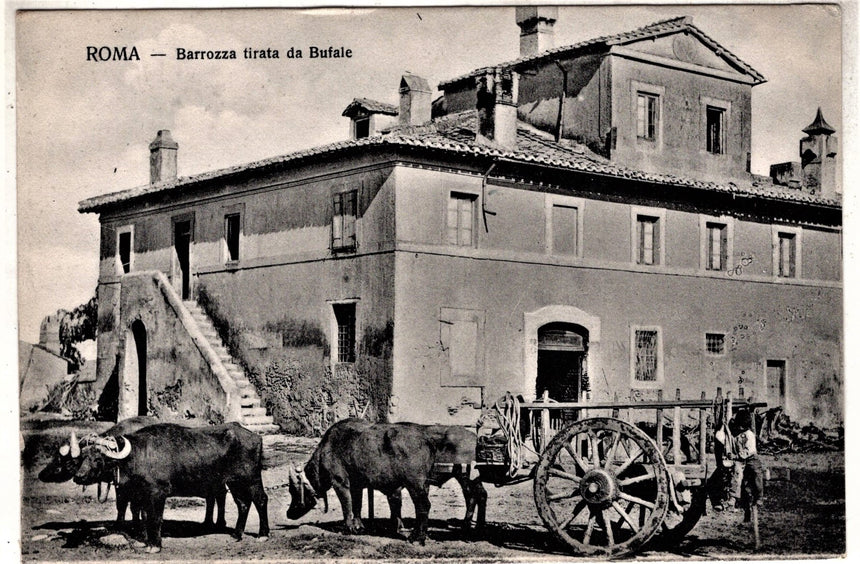 Cartolina antica Roma Barozza tirata da bufale