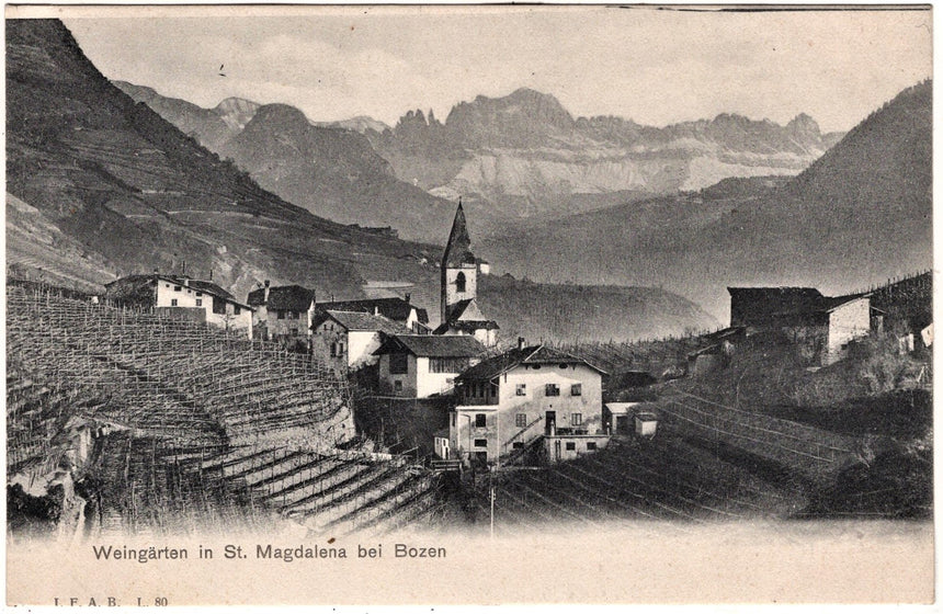 Cartolina Sudtirol Alto Adige Bozen Bolzano città - Weingarten in St.Magdalena | Collezionissimo