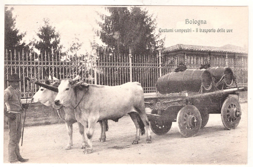 Cartolina Bologna costumi carro con buoi trasporto uva | Collezionissimo